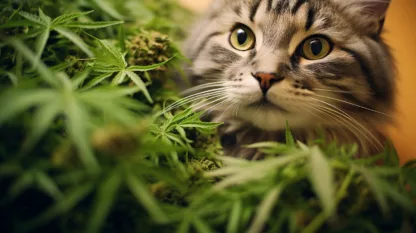 Cat With Cannabis