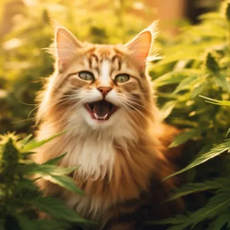 Cat With Cannabis