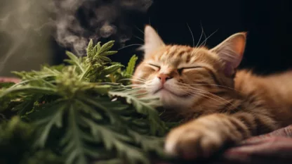 Cat With Cannabis